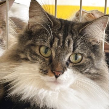 ノルウェージャンフォレストキャット【福島県・女の子・2024年5月23日・ブラウンクラシックタビー&ホワイト】の写真「穏やかで懐っこく毛玉が出来にくいしなやかな毛質」