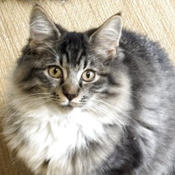 ノルウェージャンフォレストキャット【福島県・男の子・2025年6月25日・ブラックマッカレルタビー&ホワイト】の写真「珍しいブラックタビーの白靴下履き」