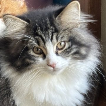 ノルウェージャンフォレストキャット【福島県・男の子・2025年8月7日・ブラッククラシックタビー&ホワイト】の写真「体格が良く目力強めのお顔」