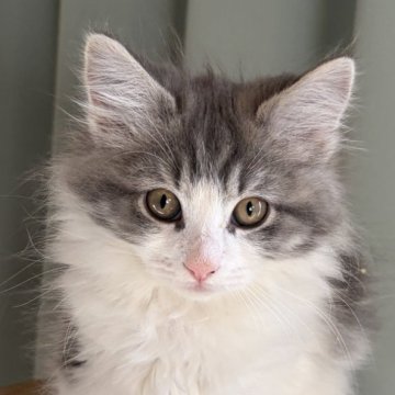 ノルウェージャンフォレストキャット【福島県・女の子・2025年9月13日・ブルークラシックタビー&ホワイト】の写真「体格が良くとても懐っこい」