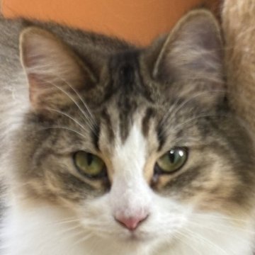 ノルウェージャンフォレストキャット【福島県・女の子・2024年9月27日・ブラウンマッカレルタビー&ホワイト】の写真「懐っこい性格の美人さん」