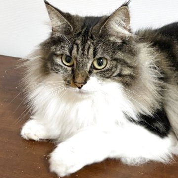 ノルウェージャンフォレストキャット【福島県・女の子・2024年5月23日・ブラウンクラシックタビー&ホワイト】の写真「近々避妊手術を予定。穏やかでベタベタな甘えっ子」