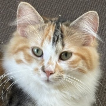 ノルウェージャンフォレストキャット【福島県・女の子・2024年10月31日・キャリコ】の写真「活発で食欲旺盛」