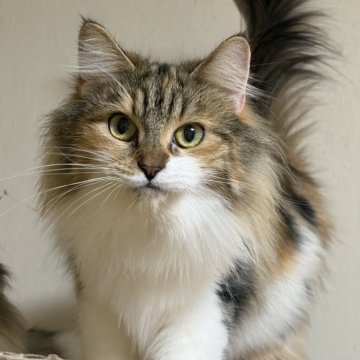 ノルウェージャンフォレストキャット【福島県・女の子・2024年5月11日・キャリコ】の写真「やや小柄な体格、懐っこい性格」