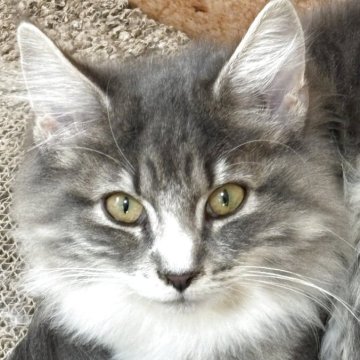 ノルウェージャンフォレストキャット【福島県・女の子・2025年6月25日・ブルークラシックタビー&ホワイト】の写真「希少なブルークラシック模様で懐っこい性格」