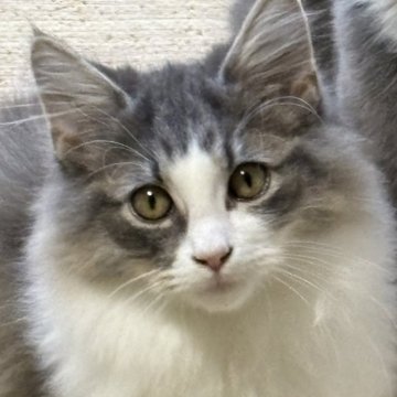 ノルウェージャンフォレストキャット【福島県・男の子・2025年6月25日・ブルーマッカレルタビー&ホワイト】の写真「体格が良く穏やかで懐っこい性格」