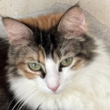ノルウェージャンフォレストキャット【福島県・女の子・2024年3月11日・キャリコ】の写真「目力強めの美人さん」