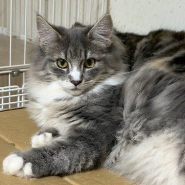 ノルウェージャンフォレストキャット【福島県・女の子・2025年6月25日・ブルークラシックタビー&ホワイト】の写真「希少なブルークラシック模様、甘えっ子」