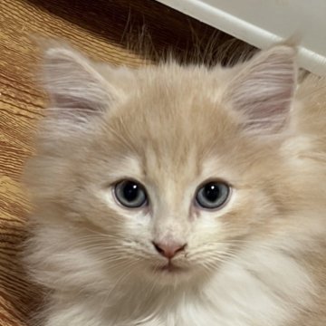 ノルウェージャンフォレストキャット【福島県・男の子・2025年10月3日・クリームタビー&ホワイト】の写真「優しいお顔のイケメン」