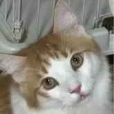 ノルウェージャンフォレストキャット