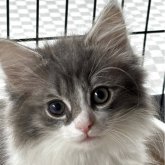 ノルウェージャンフォレストキャット