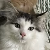 ノルウェージャンフォレストキャット