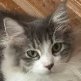 ノルウェージャンフォレストキャット