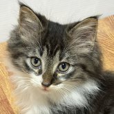 ノルウェージャンフォレストキャット