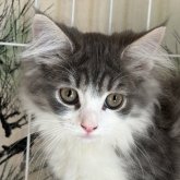 ノルウェージャンフォレストキャット