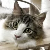 ノルウェージャンフォレストキャット