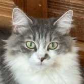 ノルウェージャンフォレストキャット