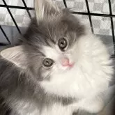 ノルウェージャンフォレストキャット