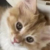 ノルウェージャンフォレストキャット