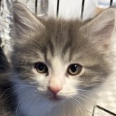 ノルウェージャンフォレストキャット