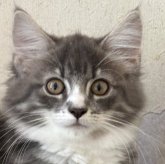 ノルウェージャンフォレストキャット