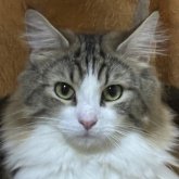 ノルウェージャンフォレストキャット