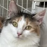 ノルウェージャンフォレストキャット