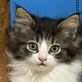 ノルウェージャンフォレストキャット