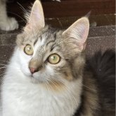 ノルウェージャンフォレストキャット