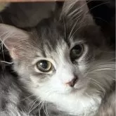 ノルウェージャンフォレストキャット