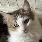 ノルウェージャンフォレストキャット