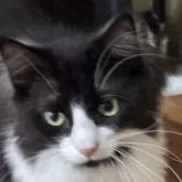 ノルウェージャンフォレストキャット