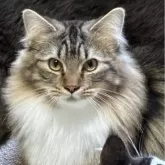 ノルウェージャンフォレストキャット