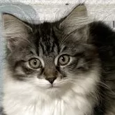 ノルウェージャンフォレストキャット【福島県・男の子・2025年9月13日・ブラウンマッカレルタビー&ホワイト】の写真1