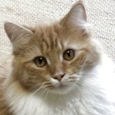 ノルウェージャンフォレストキャット