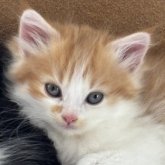 ノルウェージャンフォレストキャット