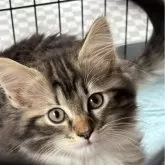 ノルウェージャンフォレストキャット