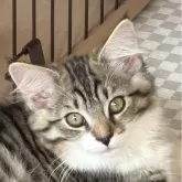 ノルウェージャンフォレストキャット