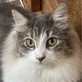 ノルウェージャンフォレストキャット