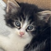 ノルウェージャンフォレストキャット