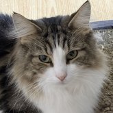 ノルウェージャンフォレストキャット