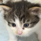 ノルウェージャンフォレストキャット