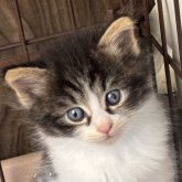 ノルウェージャンフォレストキャット