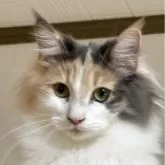 ノルウェージャンフォレストキャット【福島県・女の子・2025年4月21日・ダイリュートキャリコ】の写真1