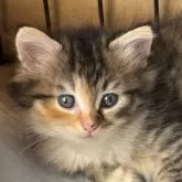 ノルウェージャンフォレストキャット【福島県・女の子・2025年8月7日・ブラウンパッチドタビー&ホワイト】の写真1