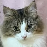 ノルウェージャンフォレストキャット