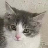 ノルウェージャンフォレストキャット