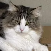 ノルウェージャンフォレストキャット