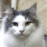 ノルウェージャンフォレストキャット