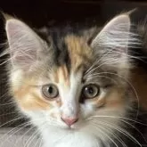 ノルウェージャンフォレストキャット